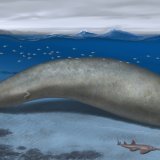 Une reconstruction de la baleine Perucetus colossus, retrouvée dans un désert au Pérou.